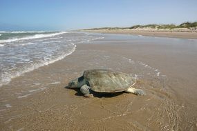 Atlantic Sea Turtle on the shore on a sunny day