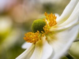 Anemone or Hupenhensis close-up on blurred background
