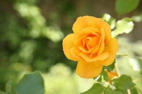 yellow rose on a bush on a blurred background