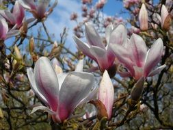 Magnolia Spring Bloom