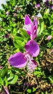 Natural orchid flowers