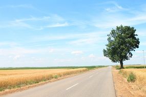 Road Wood Summer