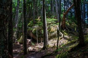 Mountaineering Mountain Forests