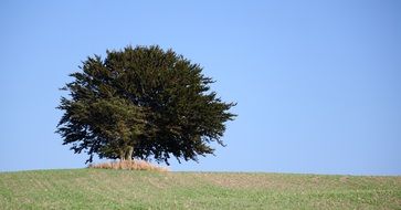 lonely bush landscape