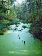 Beautiful landscape with the green water among the green trees in Poland