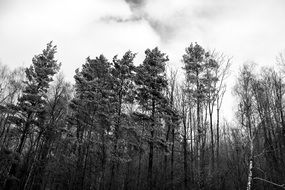 black and white photo of tall trees in a forest against a white sky