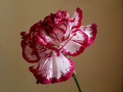 stunning Plant Petals