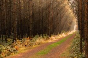 bright sunbeams on a forest road