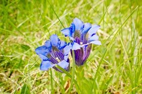 blue gentians on the meadow