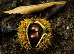 peeled chestnut on the ground