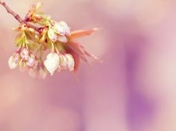 branch with flowers on a blurred background