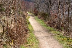 forest path for hiking in the autumn forest