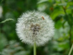 macro photo of white dandelion Flowers in Nature