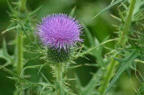 awesome Thistle Flowers