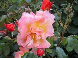pale pink rose with buds on a bush close-up