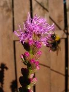 lilac flower near a wooden fence