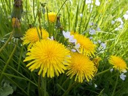 Yellow flowers in a meadow on a blurred background