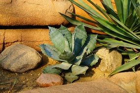 Desert Stones and cactus