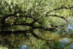 Tree on a lake