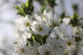 Flowers on the twig in spring