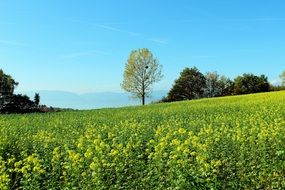 Spring Meadow Flower