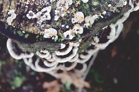 Macro photo of the funguses on the wood