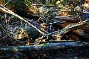 broken dead trees in the forest