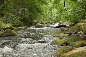 river among stones in a green deciduous forest