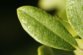 raindrops on green leaves of a plant close-up
