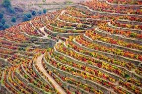 colourful Winery landscape in Douro