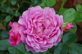 big fluffy Pink Rose