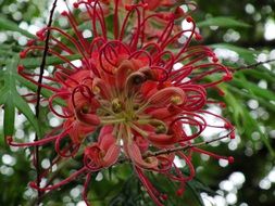 unusual grevillea flower close-up