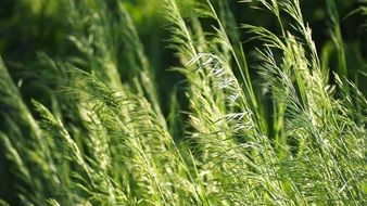 green Grass fields