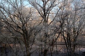 trees in the forest on a clear frosty day