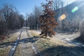 forest road in hoarfrost, Austria