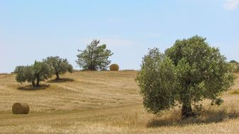 olive trees on the hill