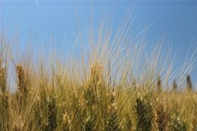 green wheat against the sky