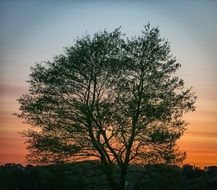 green tree against the orange sky at sunset