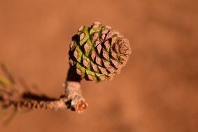 Pine Cones Young