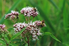misty bee on lush inflorescences of a plant close-up