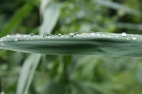 Grass blade with Drops of Water, macro