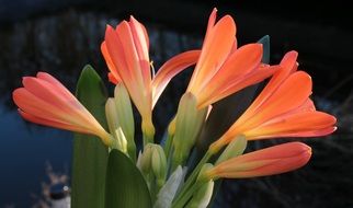 orange clivia flowers