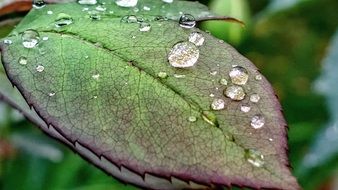 drops of water on a green leaf of a plant