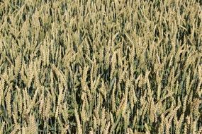 field of green wheat close-up