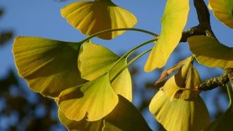 Ginko Biloba Tree leaf