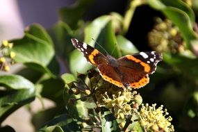 macro photo of striped butterfly on a green plant in the garden