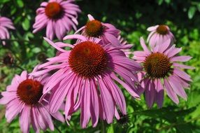 flowering pink echinacea