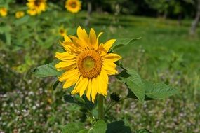 young sunflower on a rural field