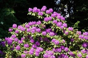 bush of purple rhododendron flowers