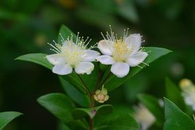 Myrtle flowers in nature